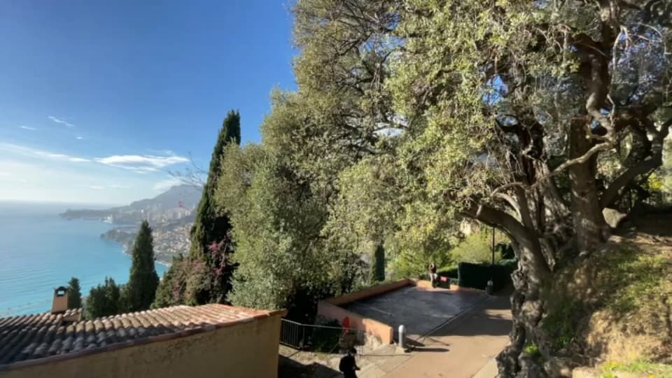 L'un des plus vieux arbres de France se trouve à Roquebrune-Cap-Martin (Alpes-Maritimes) : un olivier de 2.500 ans. L'un des plus vieux arbres de France se trouve à Roquebrune-Cap-Martin (Alpes-Maritimes) : un olivier de 2.500 ans.