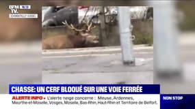 Chasse à courre: un cerf est resté bloqué sur une voie ferrée