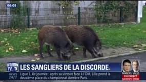 Les agriculteurs reprochent aux chasseurs de ne pas tuer assez de sangliers