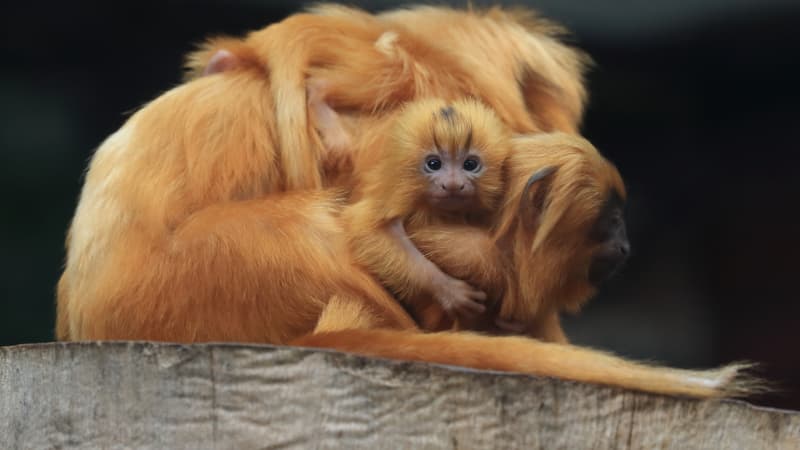 Deux tamarins lions dorés sont nés au Jardin des Plantes de Paris.