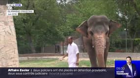 L'éléphant le plus solitaire du monde va quitter le Pakistan, aidé par la chanteuse Cher