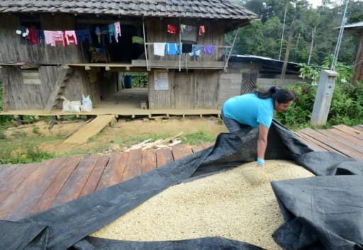 Rosa Vera, la femme de Javier Sedano, producteur de café de Satipo au Pérou, couvre des grains de café pour les protéger de la pluie, le 28 juin 2017 Rosa Vera, la femme de Javier Sedano, producteur de café de Satipo au Pérou, couvre des grains de café pour les protéger de la pluie, le 28 juin 2017