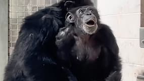 Vanille, une chimpanzé de 29 ans, découvre le ciel pour la première fois 