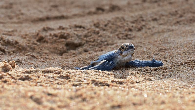 Bébé tortue (photo d'illustration)