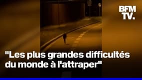  Un wallaby est en fuite à la frontière franco-belge 