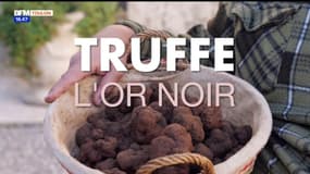 Le Var & Vous, du champ à l'assiette : truffe, l'or noir
