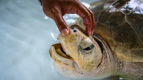 Biologiste examinant une tortue de mer le 23 novembre 2021 au Centre de biologie marine de Phuket en Thaïlande