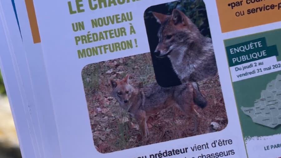 Un chacal doré aurait été aperçu à Montfuron (Alpes-de-Haute-Provence)