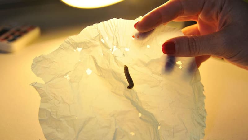 Une équipe de chercheurs a découvert que les larves de la fausse teigne de la cire dévoraient aussi le plastique. 