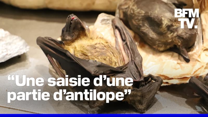 Chauve-souris, pangolin, crocodile...Les douanes de l'aéroport de Roissy trouvent chaque jour des espèces sauvages dans les valises des voyageurs