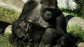 Une femelle gorille nommée Jessica et son bébé, alors âgé de deux semaines, dans leur enclos du zoo de San Diego, dans le sud de la Californie, le 13 janvier 2015. Photo d'illustration