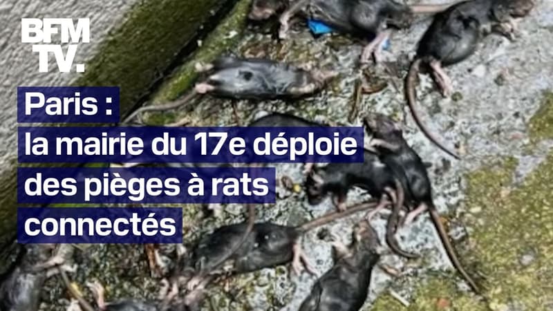 Paris: la mairie du 17e arrondissement déploie des pièges à rats connectés