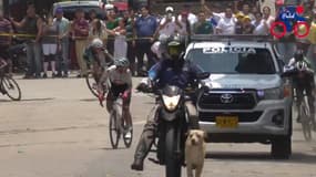 L'image d'un chien disputant un sprint en Colombie