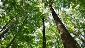 Un chêne pilier dans la forêt publique de Tronçais dans l'Allier, centre de la France, célèbre pour ses arbres tricentenaires, le 20 septembre 2022