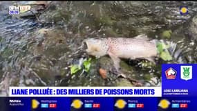 Liane polluée: des milliers de poissons morts