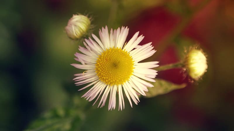 Il suffit de photographier une fleur pour la reconnaître.