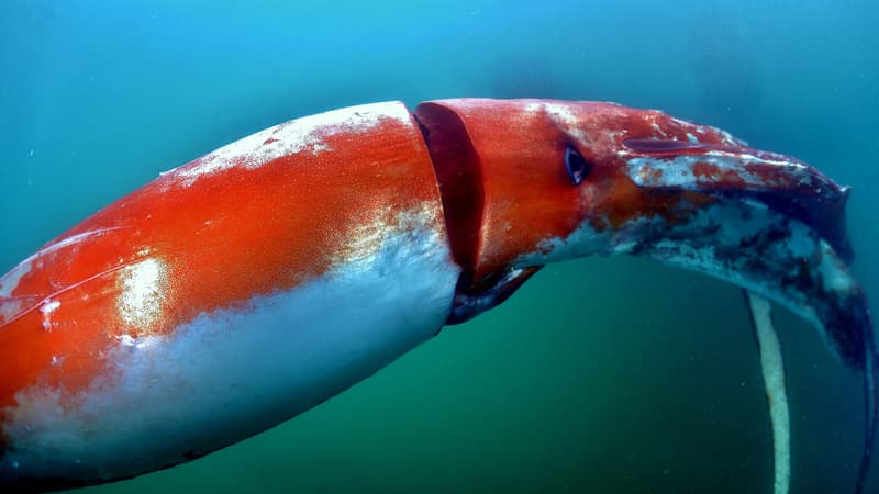 Un calamar géant (Photo d'illustration)