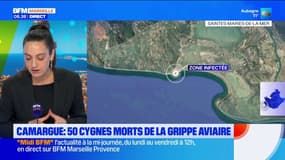 Camargue : 50 cygnes morts de la grippe aviaire