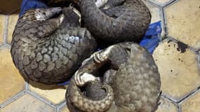 Les pangolins