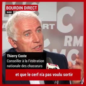 Cerf abattu: "Le veneur a reçu 250 menaces de mort"