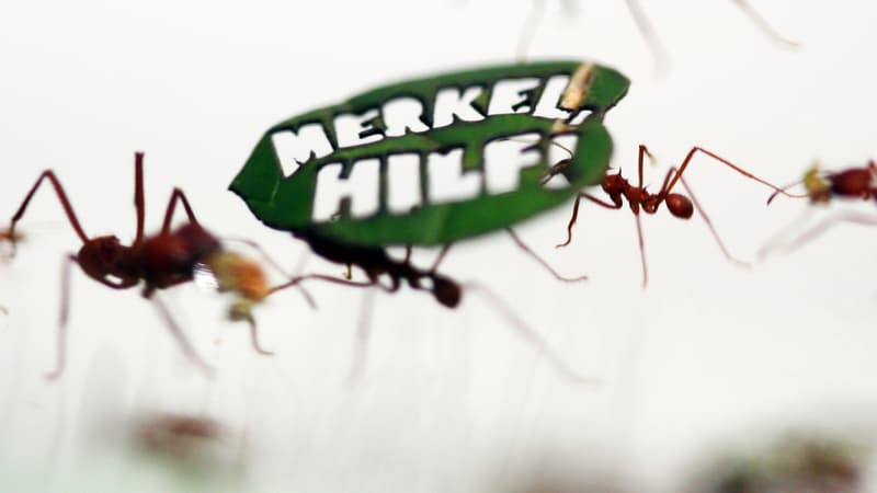 "Merkel, à l'aide!" scandent ces fourmis coupe-feuille.