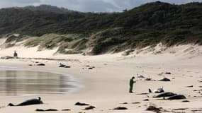 Vingt-huit cétacés ont été retrouvés morts sur une plage de l'extrême sud-est de l'Australie.