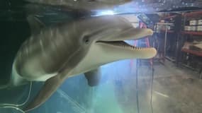 Les robots dauphins, une solution contre la captivité ? 