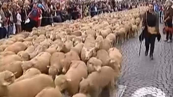 4.000 bêtes, dont 3.000 moutons, ont envahis les rues de Marseille dimanche 9 juin.