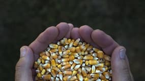Le ministre français de l'Agriculture, Stéphane Le Foll, souhaite que l'analyse d'une étude suggérant la dangerosité de la consommation de maïs OGM soit réalisée le plus vite possible pour savoir s'il fallait demander son interdiction. L'étude, menée sur