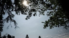 Le soleil brille sur une zone où la santé des arbres est déjà impactée par la sécheresse à Cormaranche-en-Bugey, près de Lyon, le 8 juin 2023
