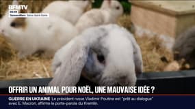 Fêtes de fin d'année: offrir un animal pour Noël est-ce une bonne idée ?