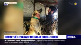 "C'est incompréhensible": le chien d'un éleveur tué par balles, une enquête ouverte