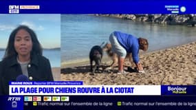 La Ciotat: réouverture d'une plage accessible aux chiens