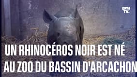  Nakuru, un rhinocéros noir, est né au zoo du Bassin d'Arcachon 