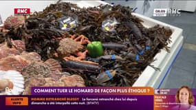 Comment tuer le homard de façon plus éthique ?