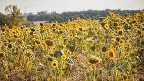 Un champ de tournesols fanés en raison de la canicule, dans le département du Gers, le 14 août 2025 (photo d'illustration).