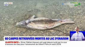 Oraison: près de 60 carpes retrouvées mortes au lac des Buissonnades