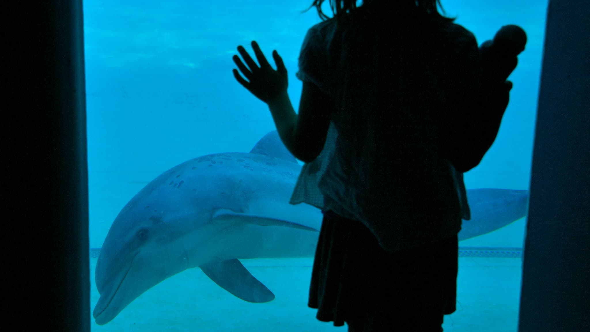 Une enfant observe un dauphin au delphinarium du parc zoologique La Planète Sauvage à Port-Saint-Père, dans l'ouest de la France, le 14 octobre 2017. 
