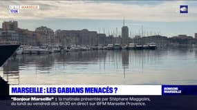 Marseille: la mairie veut contrôler la prolifération des gabians
