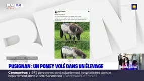 Pusignan: un poney volé dans un élevage