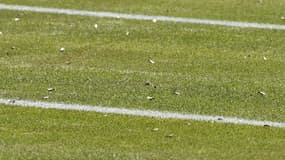 Des fourmis volantes à Wembley pour la finale ?