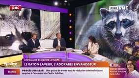 Le raton laveur, l'adorable envahisseur