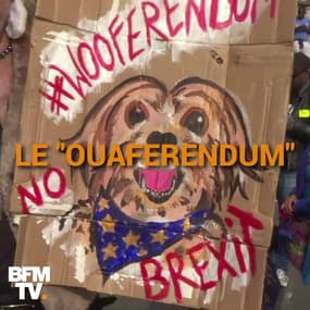 "Ouaferendum", des chiens défilent contre le Brexit