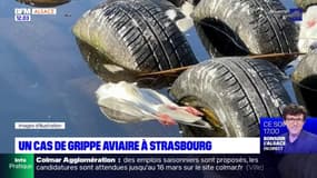 Strasbourg: un cas de grippe aviaire découvert chez une mouette 