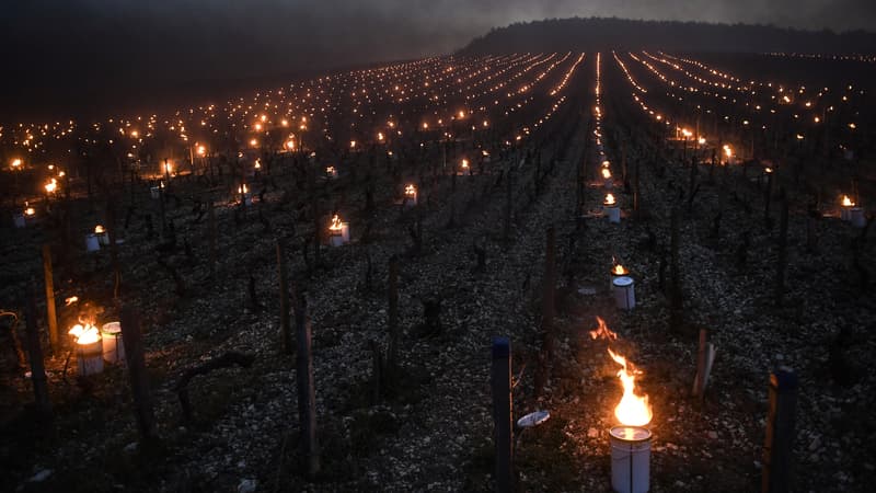 A côté d'Auxerre, des vignerons protègent leurs vignes du gel à l'aide de bougies le 21 avril 2017