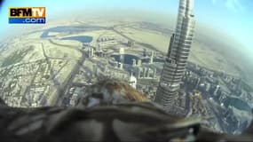 Un aigle royal vole depuis la Burj Khalifa