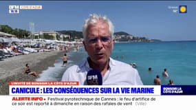 Mer méditerranée: la "canicule marine" a "un impacte extrêmement négatif" sur la faune et la flore