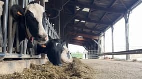 Les vaches de l'exploitation de Pascal Clément, dans la Sarthe.