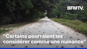 Des millions de crabes envahissent l'île Christmas en Australie 