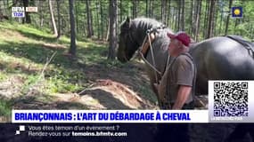 Briançonnais: l'art du débardage à cheval
